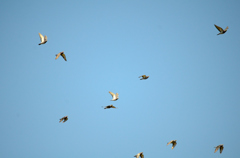 鳩の群れ
