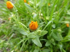 もうすぐ咲くよ