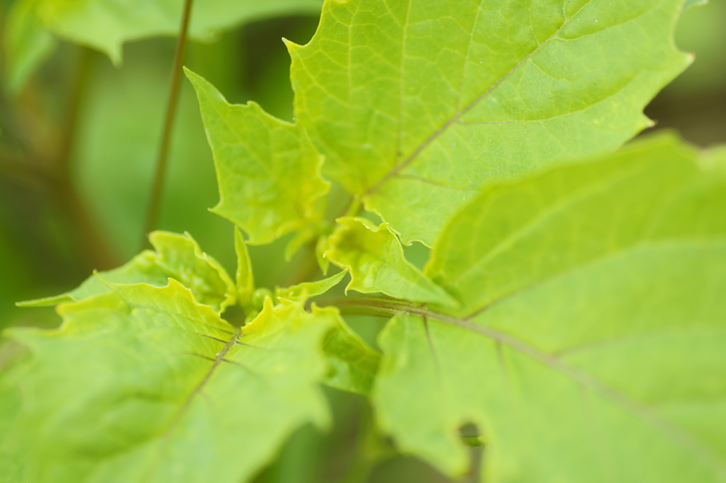 野草