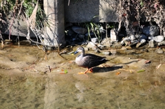 日向ぼっこ