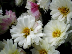 寄り添って咲く