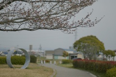 桜の枝越しに