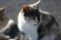 キメ顔にゃん！