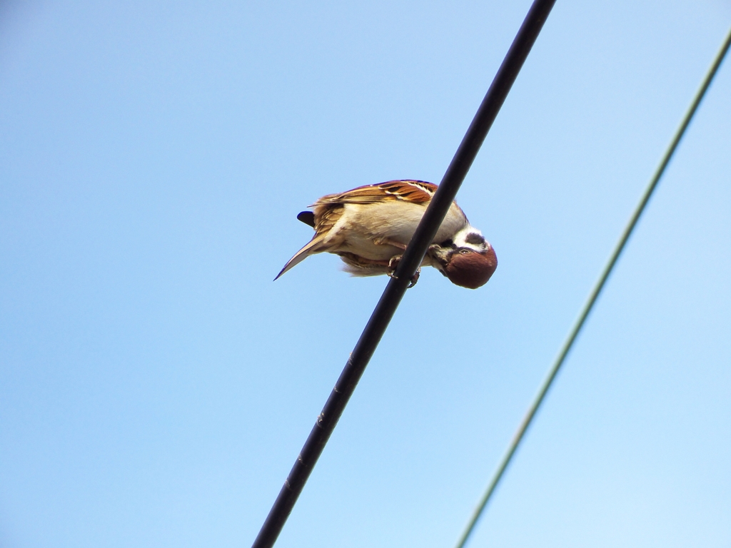 お手入れ、お手入れ！