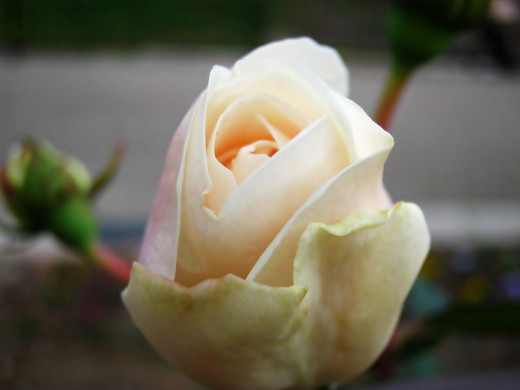 白薔薇