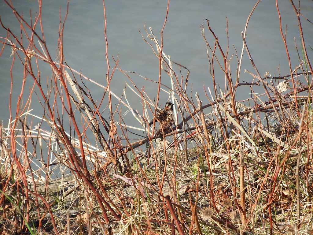 ウォーミングアップ