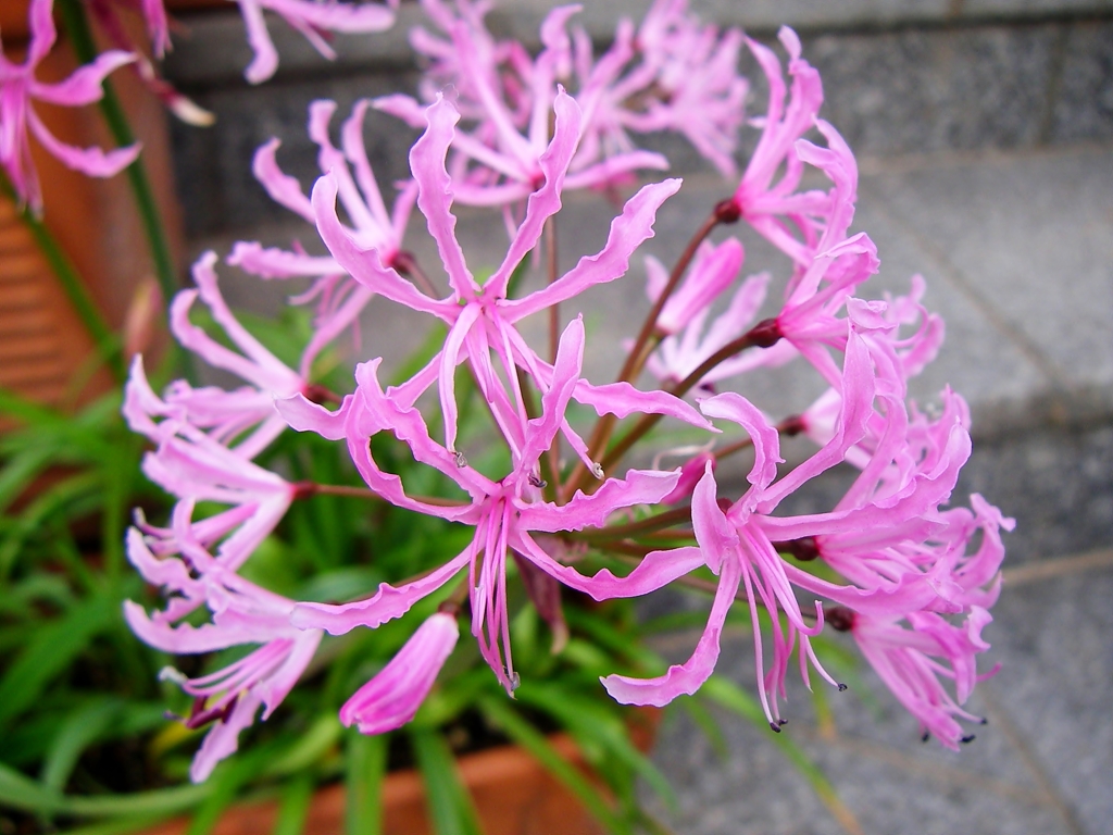 薄桃の花