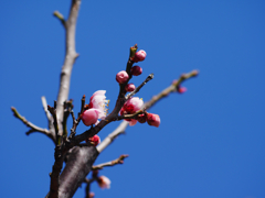 梅と青空