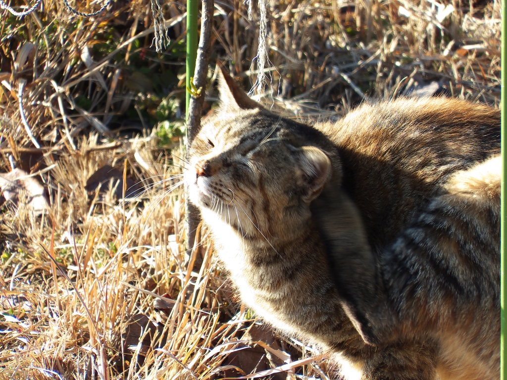 う～にゃゆい！