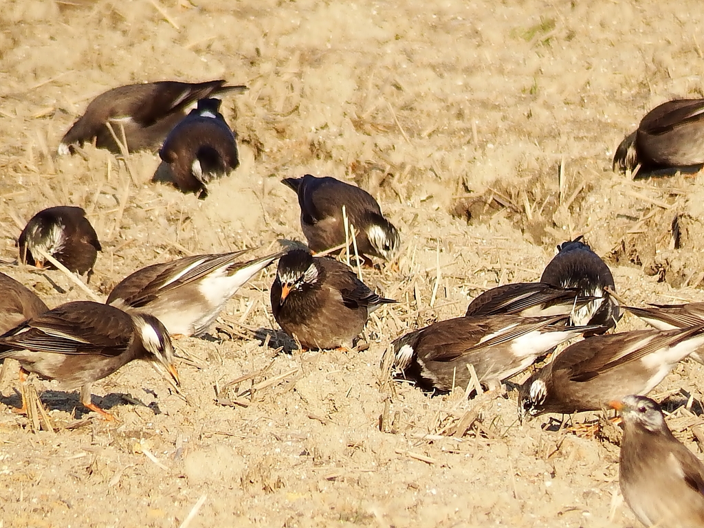 ツンツク、ツン