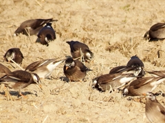 ツンツク、ツン