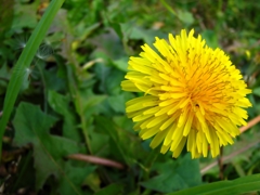 たんぽぽ