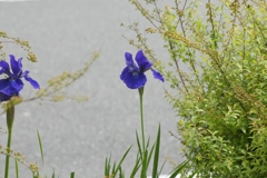 アヤメ