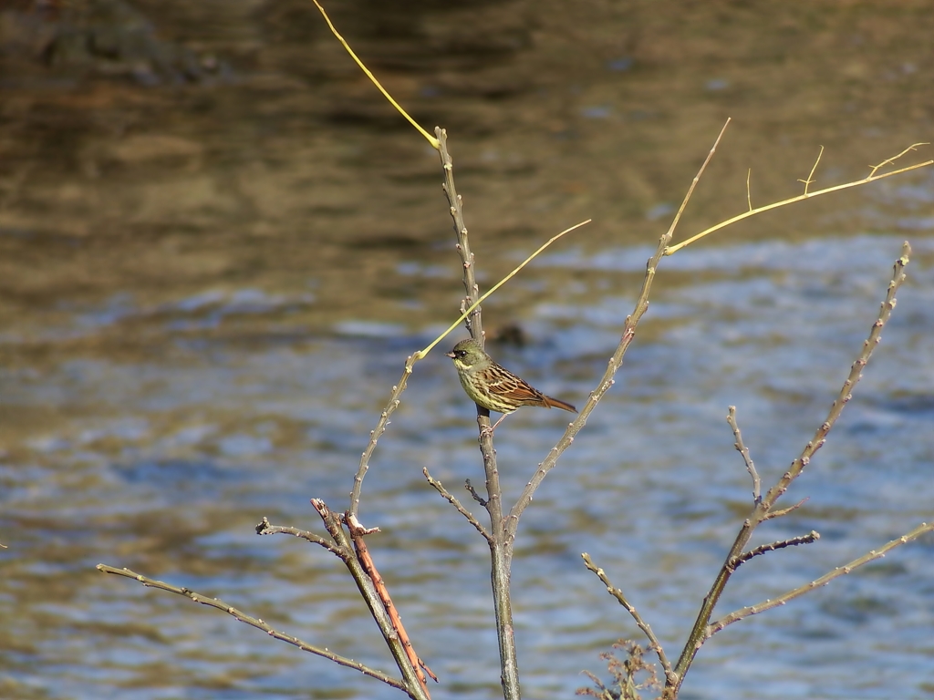 川辺の小鳥