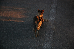 黄昏猫