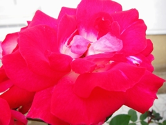 濃いピンクのバラ