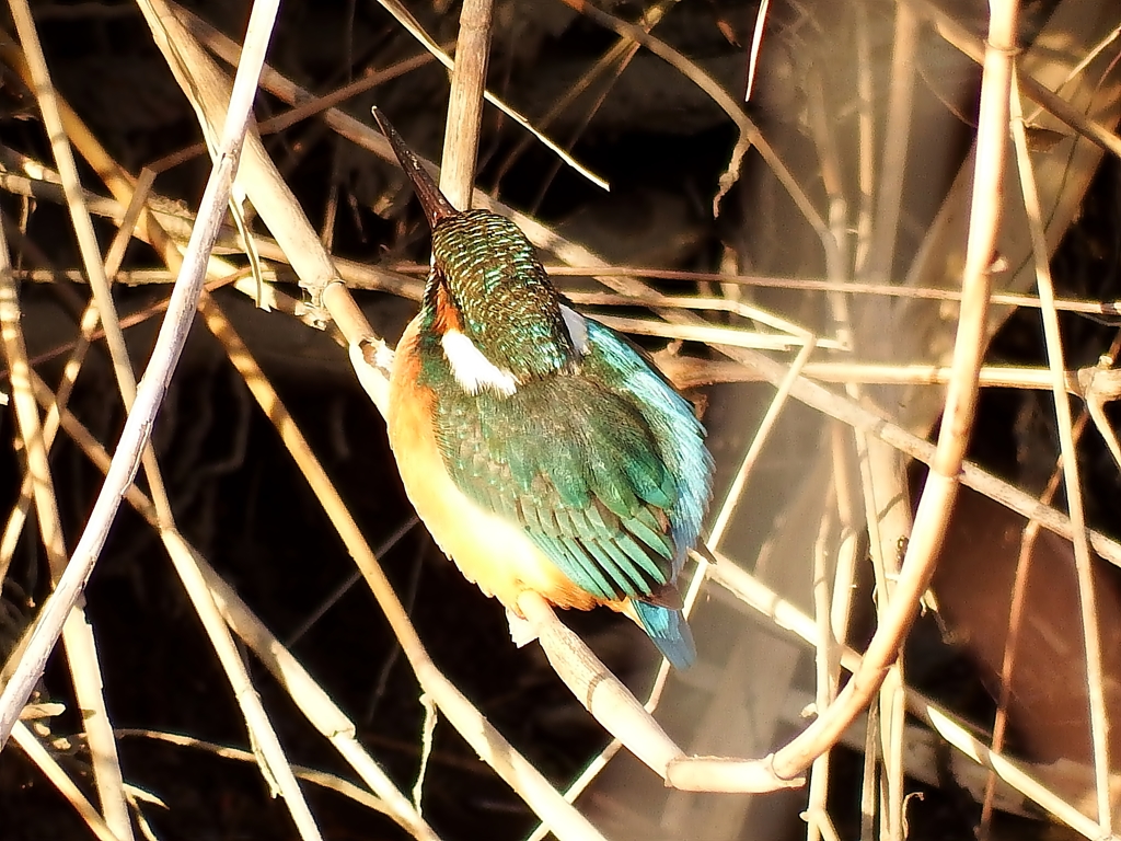 カワセミ