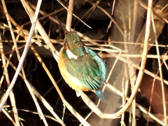 カワセミ