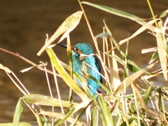 カワセミ