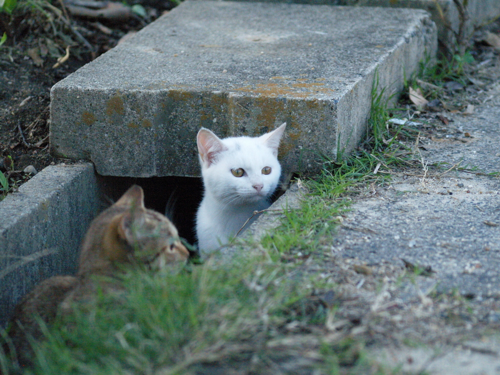 猫のぞく