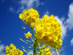 菜の花