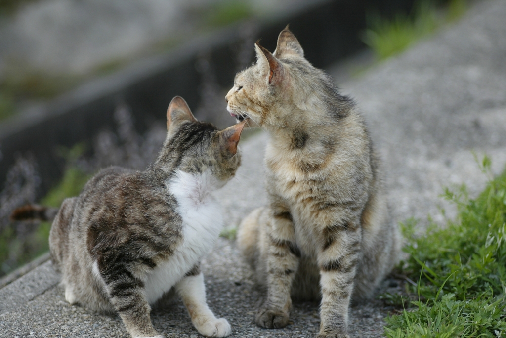 にゃんだ