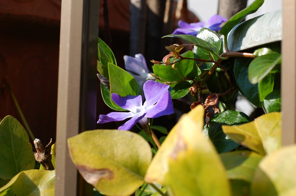 薄紫の花