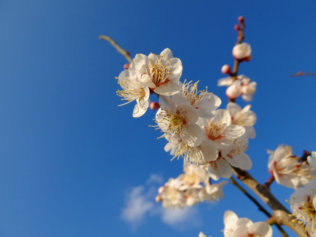 梅と空