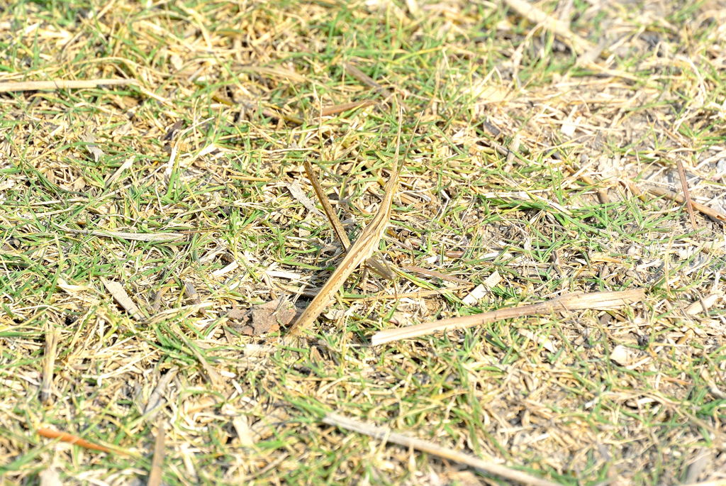 ショウリョウバッタ