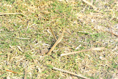 ショウリョウバッタ