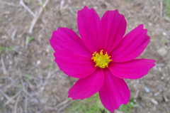 濃いピンクの秋桜