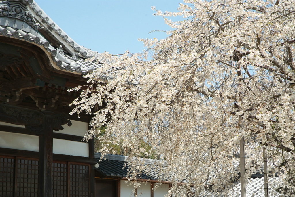 枝垂れ桜