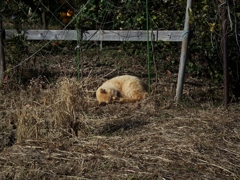 ねんねこ