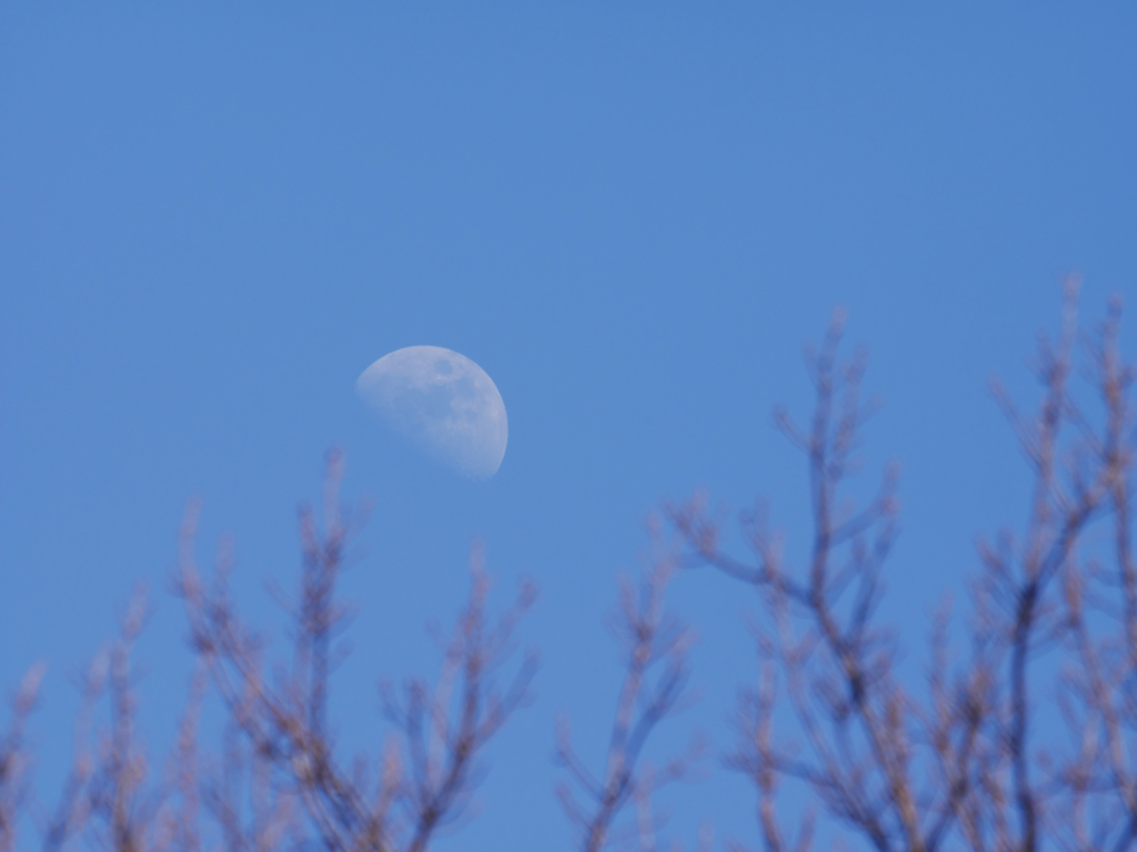早春の月