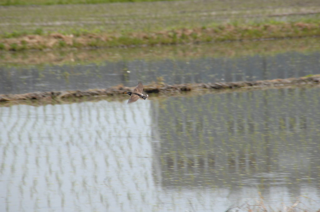 ムクドリの飛翔