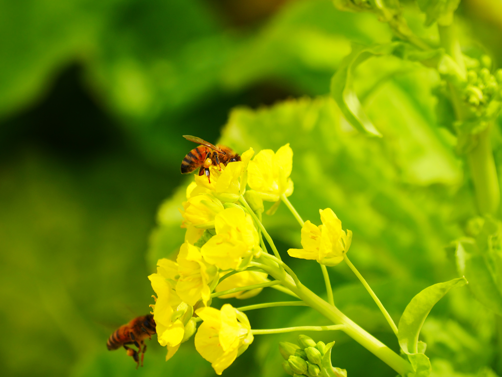 菜花とミツバチ