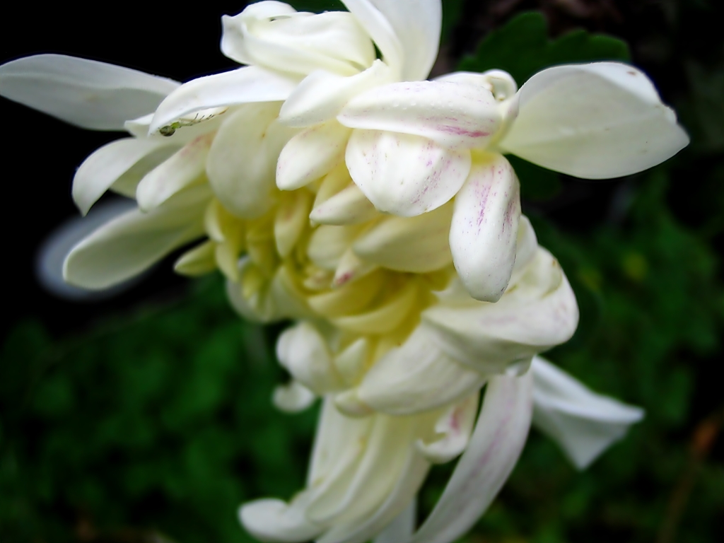 白菊