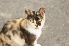 なつっこい