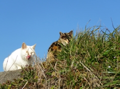 ペロリンチョ！