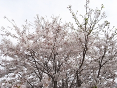 桜満開