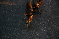 黄昏猫