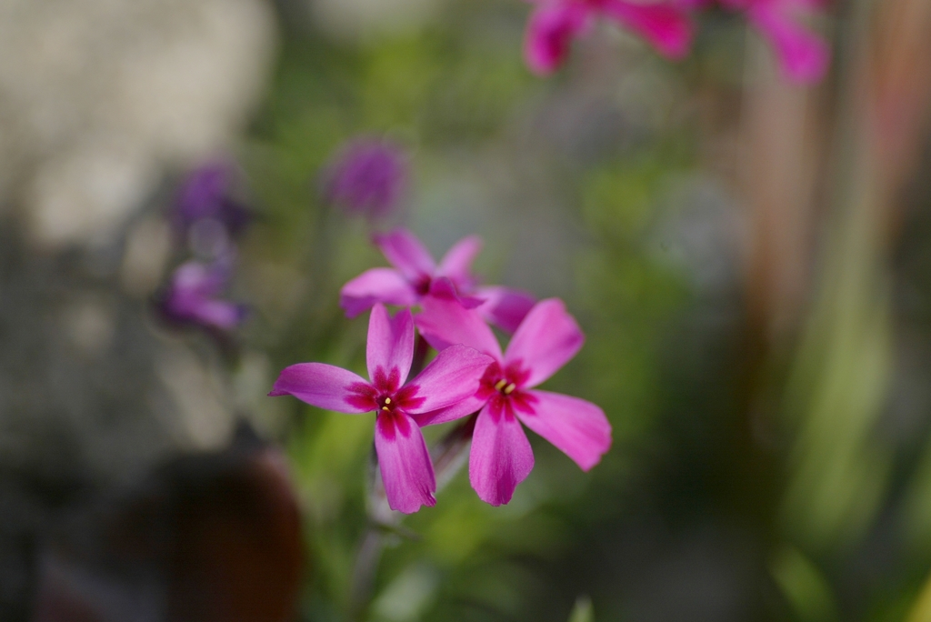 ピンクの花