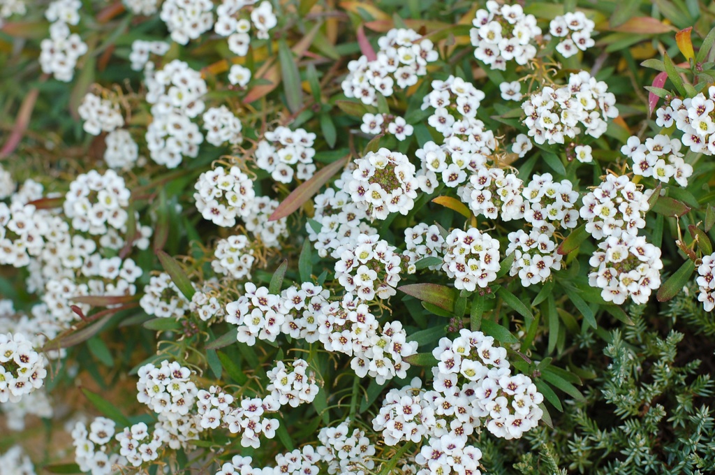 白い小花