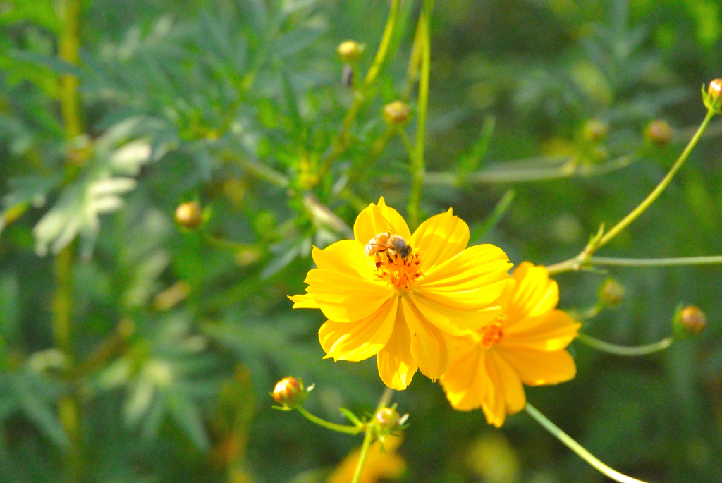 花とみつばち