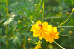 花とみつばち