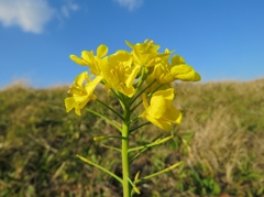 菜の花
