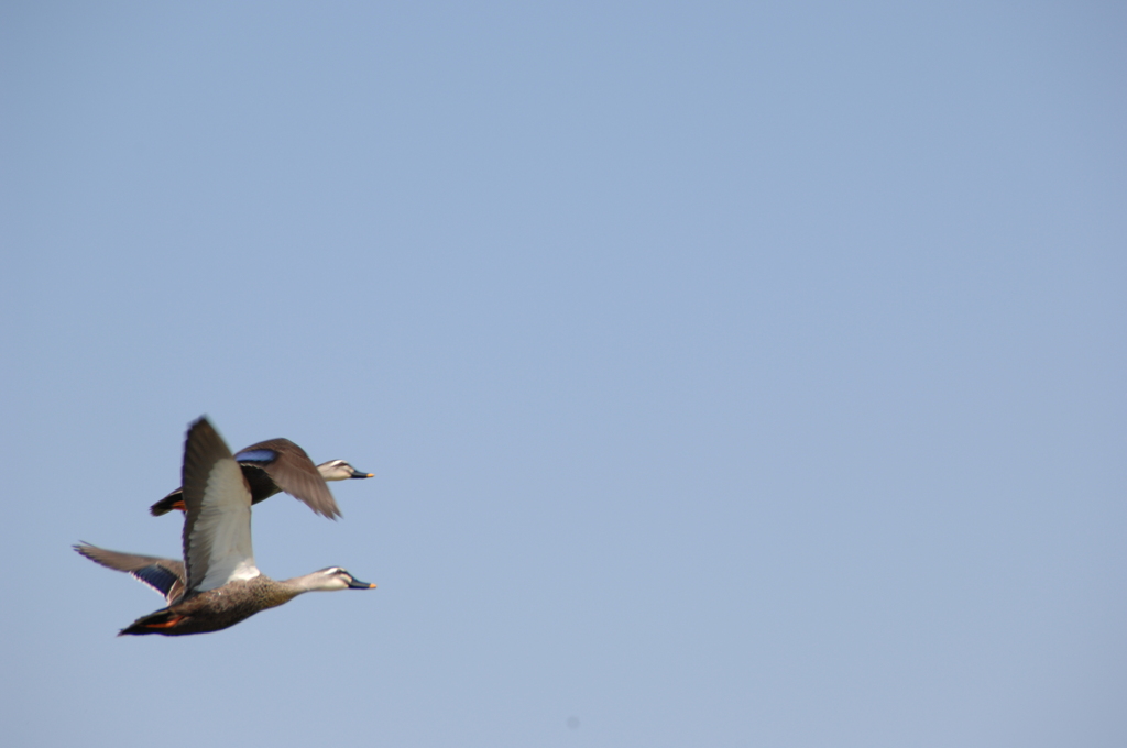 カルガモの飛翔