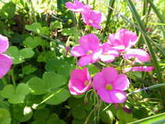 ピンクの花