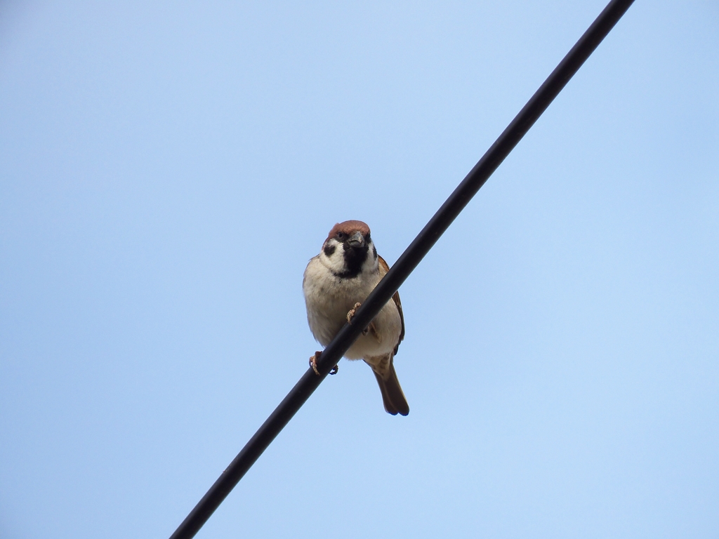 ありゃ、なんだ！