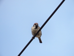 ありゃ、なんだ！